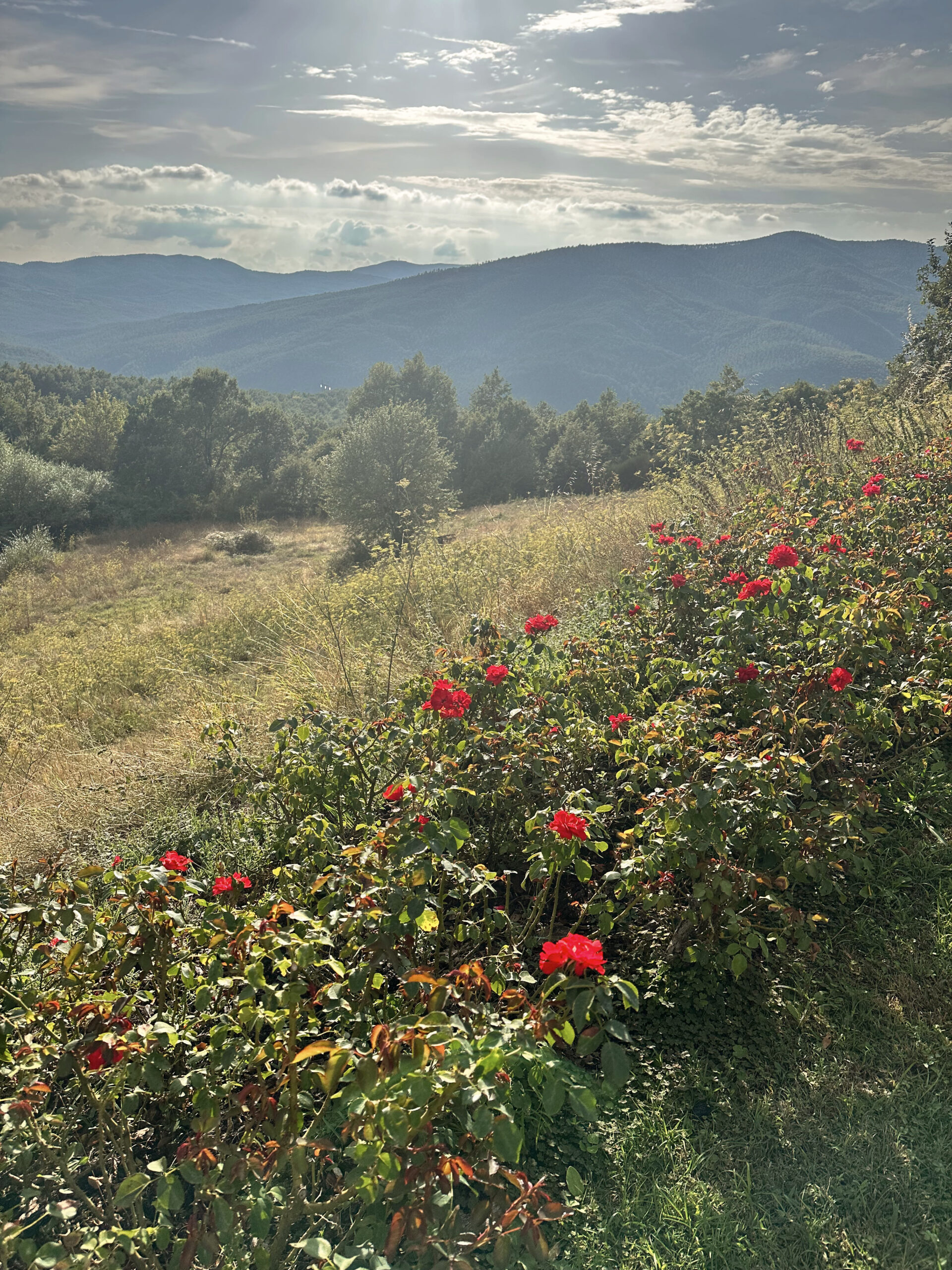 Mountain-Red-Flowers