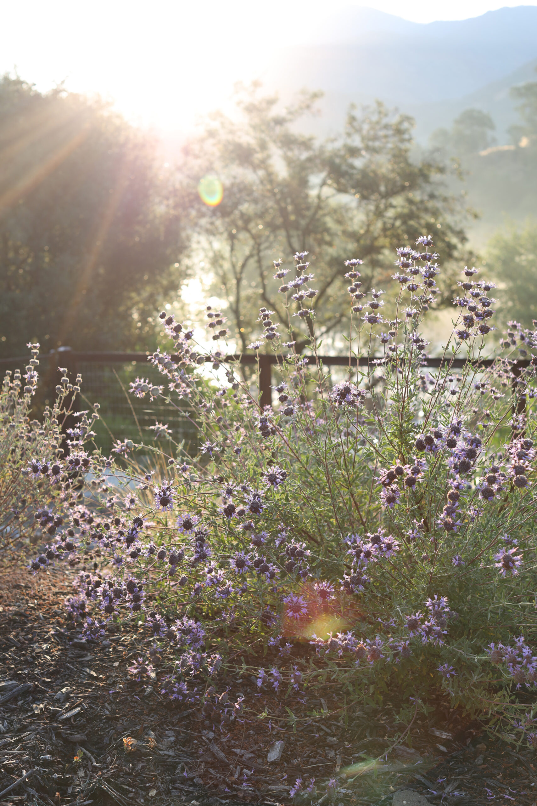 purple-flowers-in-green-grass-sunlight-in-trees